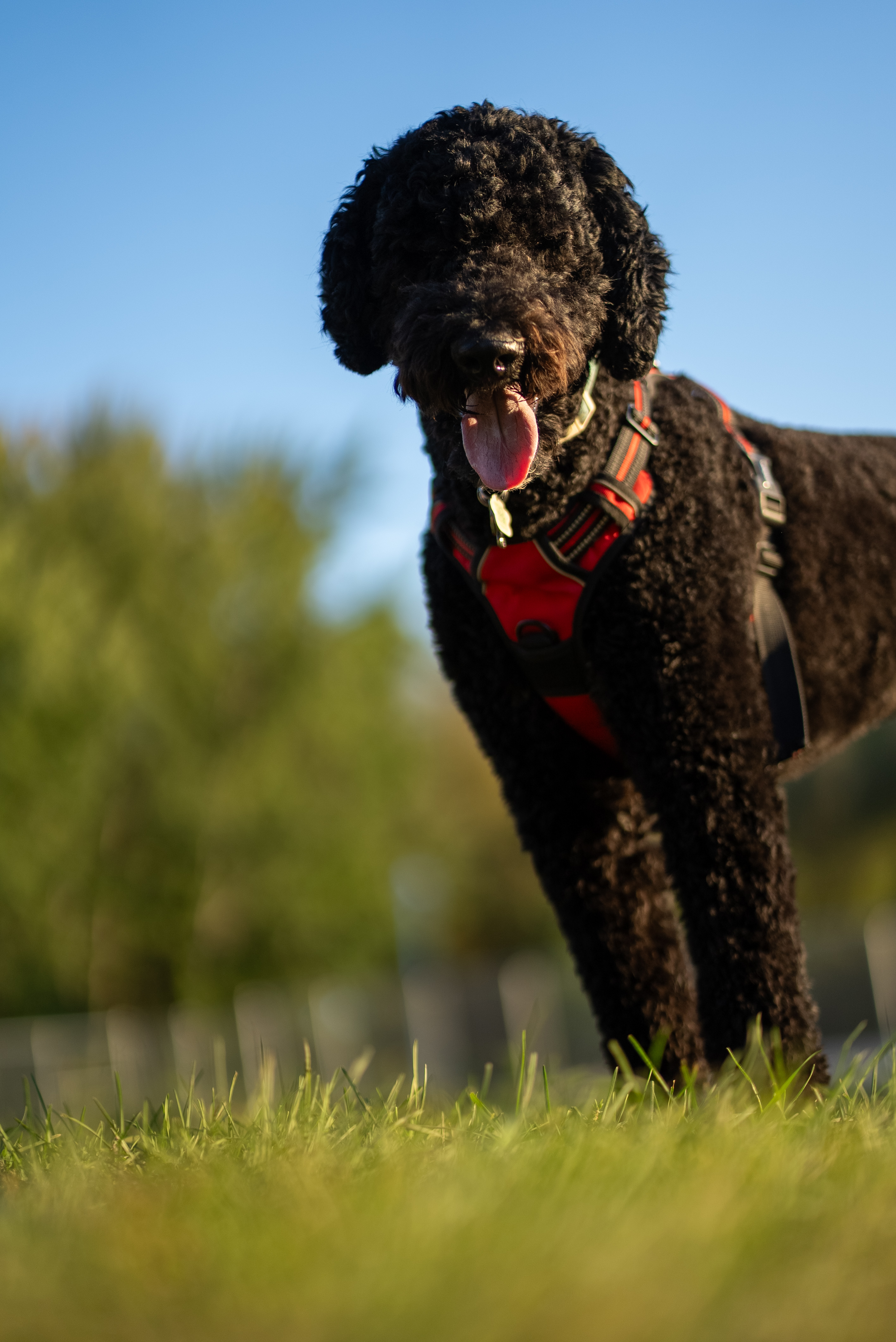 DogPark 07190